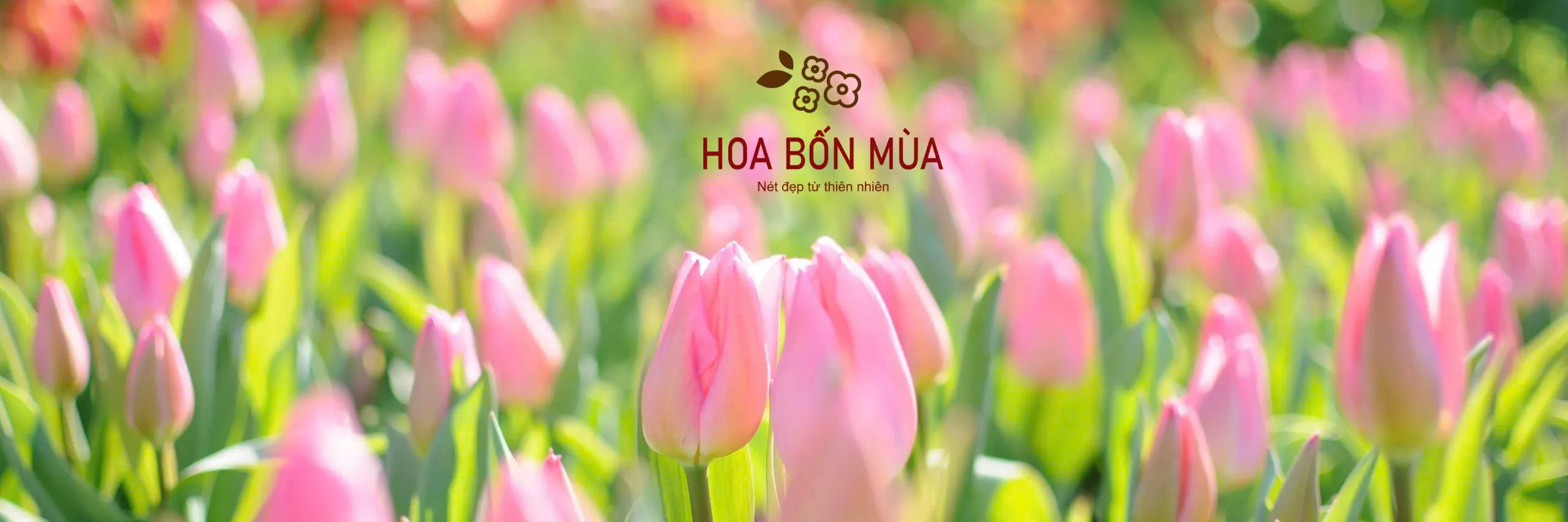 ảnh 1
