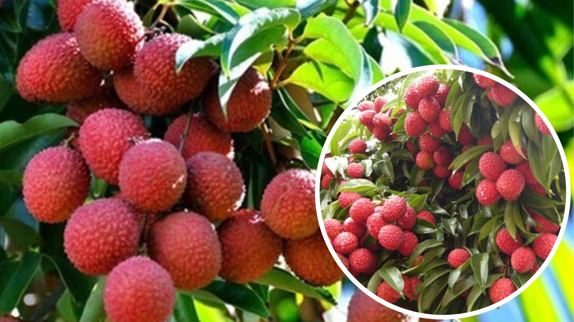 TRỒNG CÂY VẢI – CÁCH BÓN PHÂN CHO CÂY VẢI THIỀU ĐẠT NĂNG SUẤT CAO