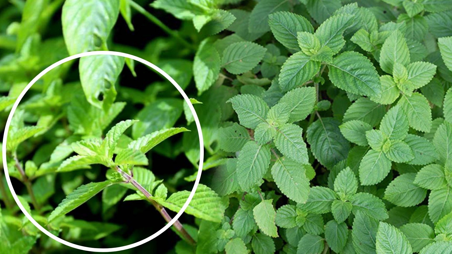 TRỒNG VÀ CHĂM SÓC CÂY THẠCH ĐEN – CÁCH BÓN PHÂN CHO CÂY THẠCH ĐEN ĐẠT NĂNG SUẤT CAO