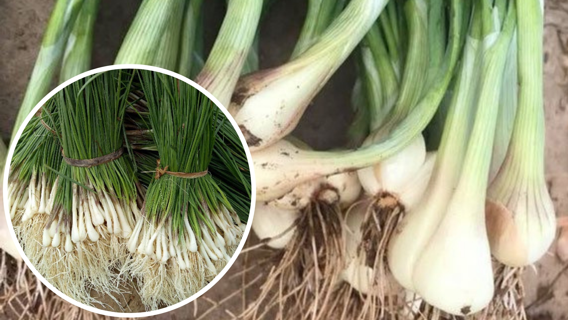 QUY TRÌNH KỸ THUẬT CÁCH TRỒNG CÂY CỦ KIỆU NĂNG SUẤT CAO