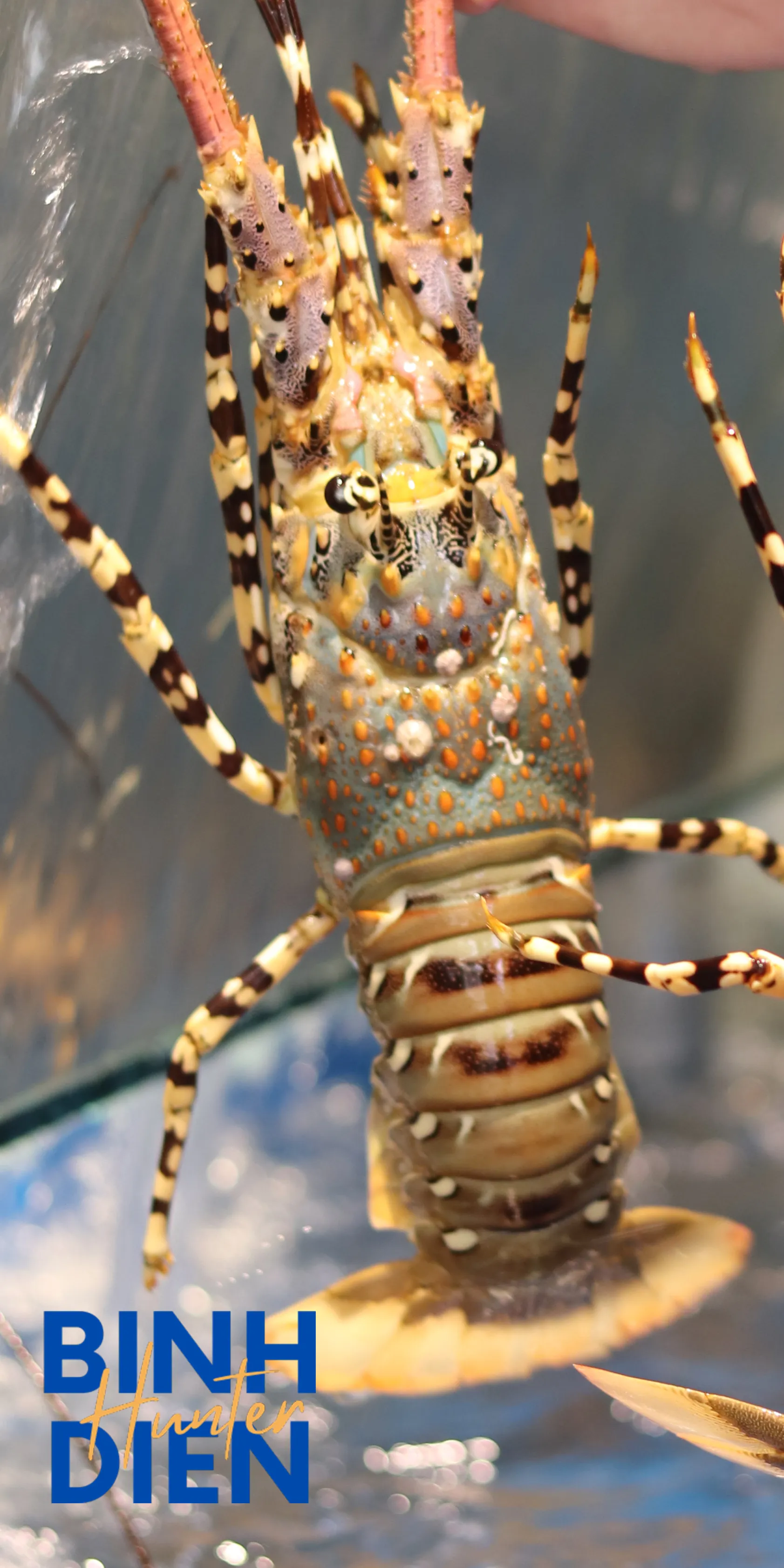 Hải Sản Tươi Sống