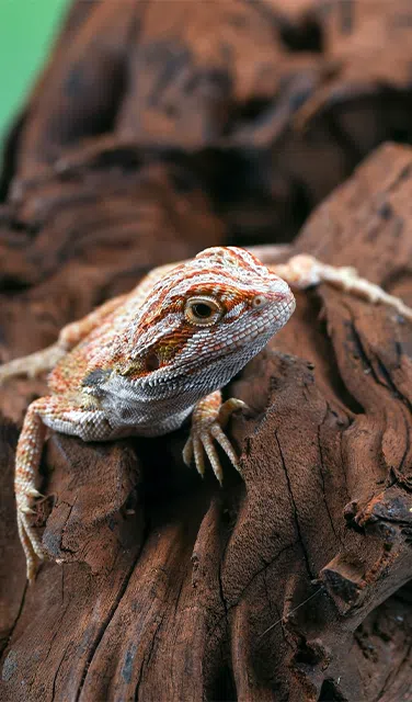 Phụ kiện Bò Sát