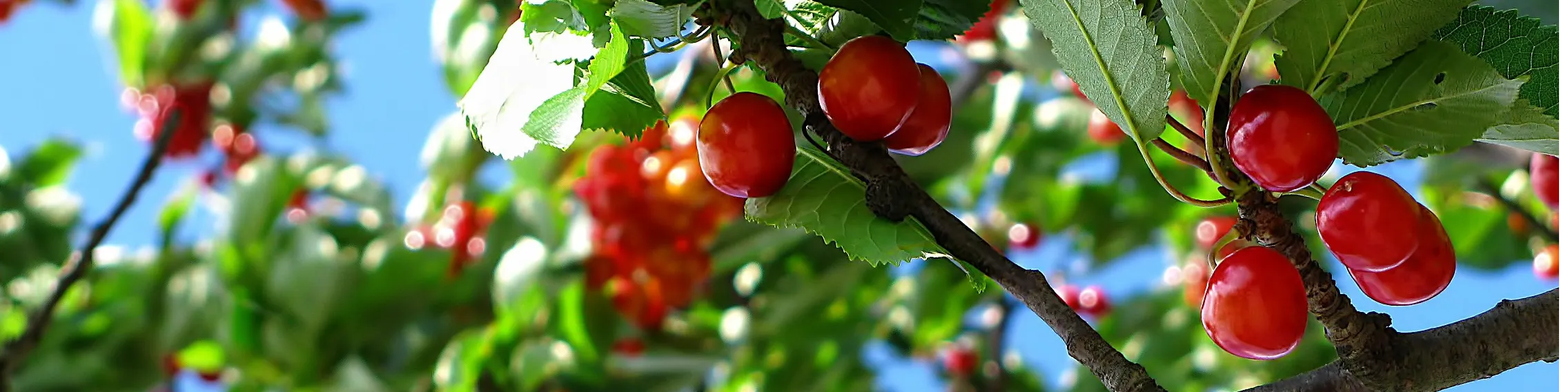 ảnh 1