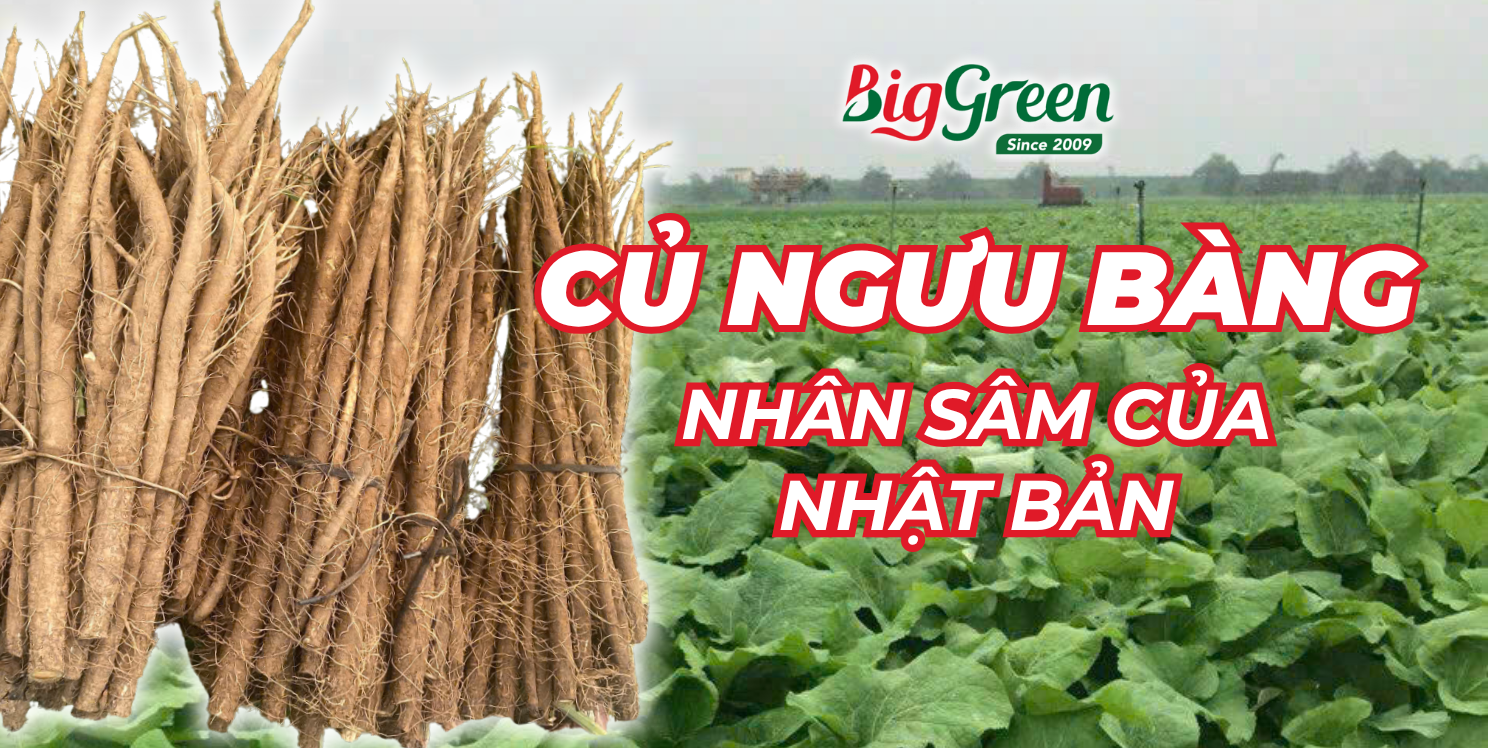 CỦ NGƯU BÀNG – NGUYÊN LIỆU DINH DƯỠNG CHO THỰC ĐƠN LÀNH MẠNH QUANH NĂM