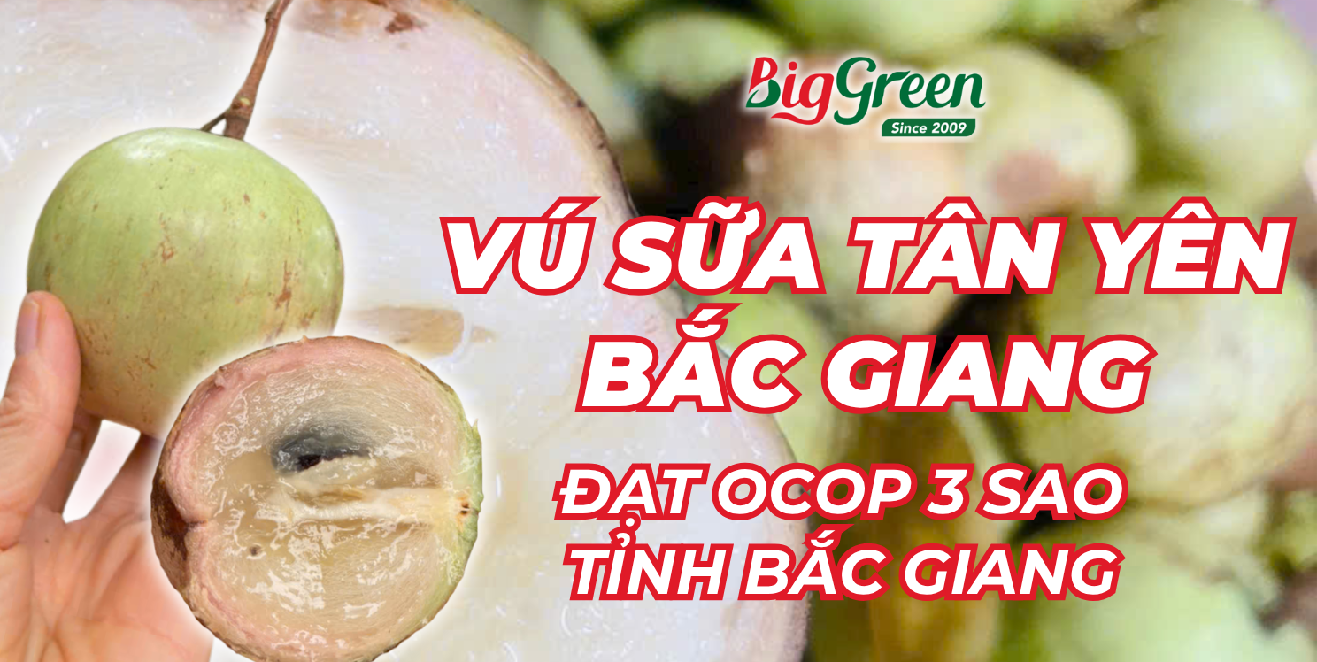 VÚ SỮA TÂN YÊN BẮC GIANG – ĐẶC SẢN ĐẠT CHUẨN OCOP & VIETGAP