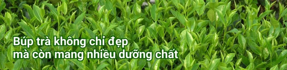 ảnh small 2