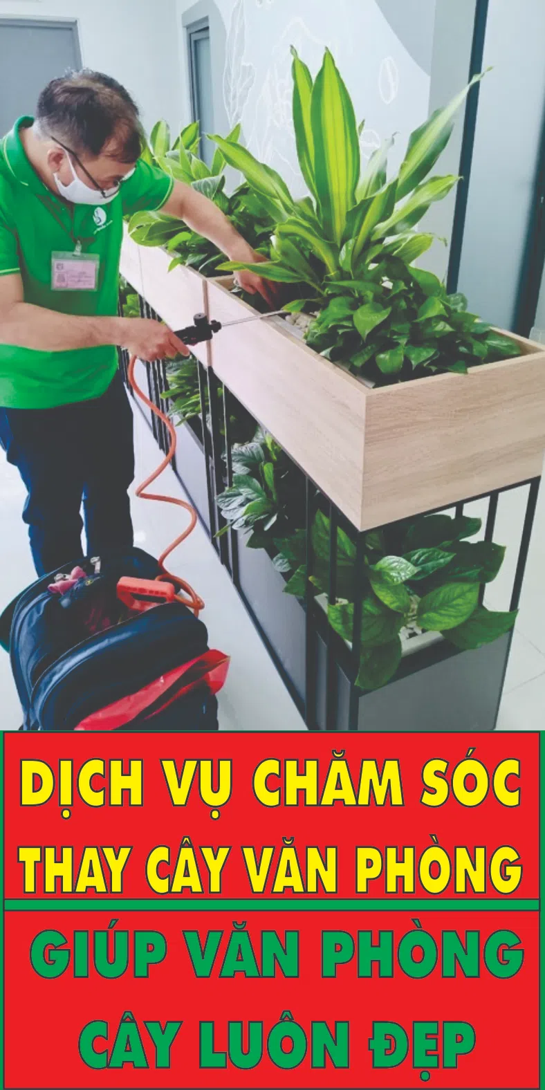 CÂY ĐỂ BÀN-VĂN PHÒNG