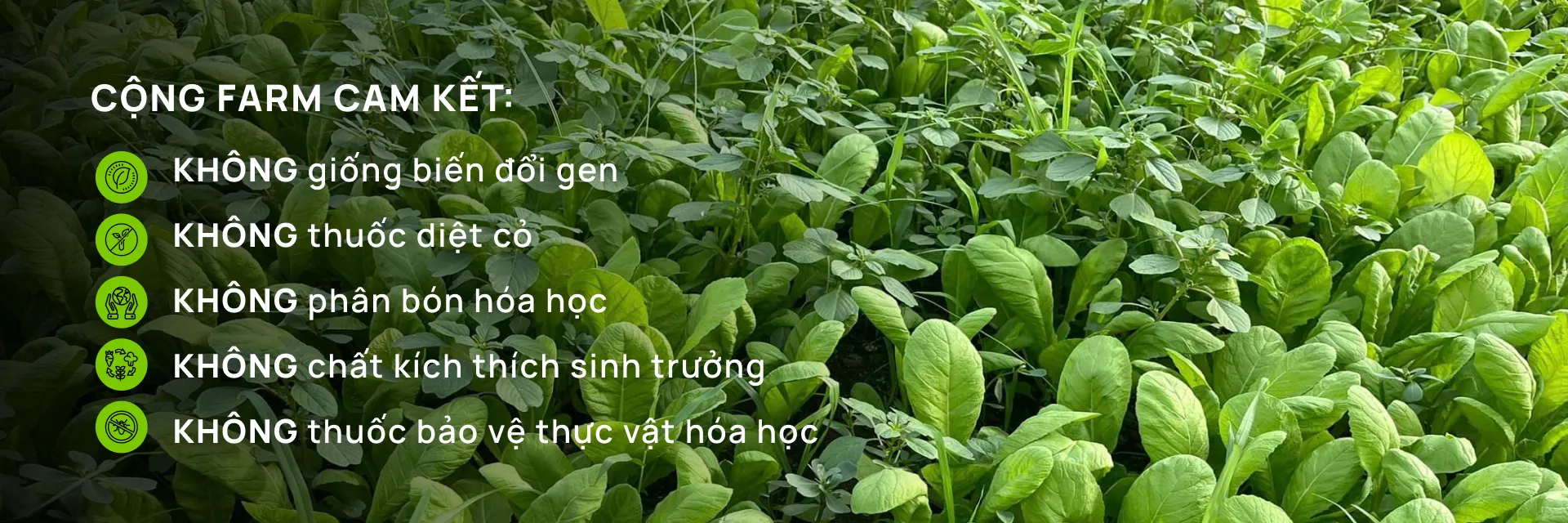 ảnh 1