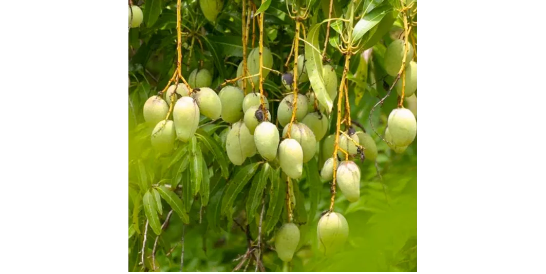 ảnh small 2
