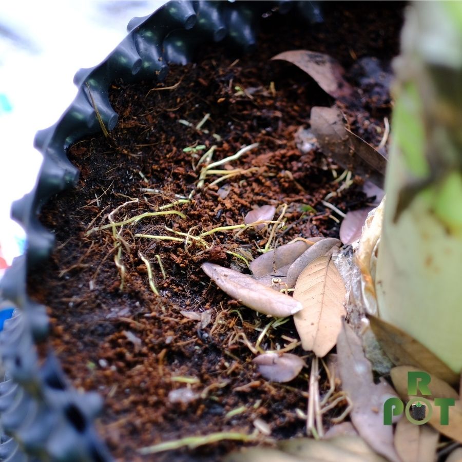 Rễ cây sử dụng bầu ươm Ropot sẽ phát triển như thế nào?